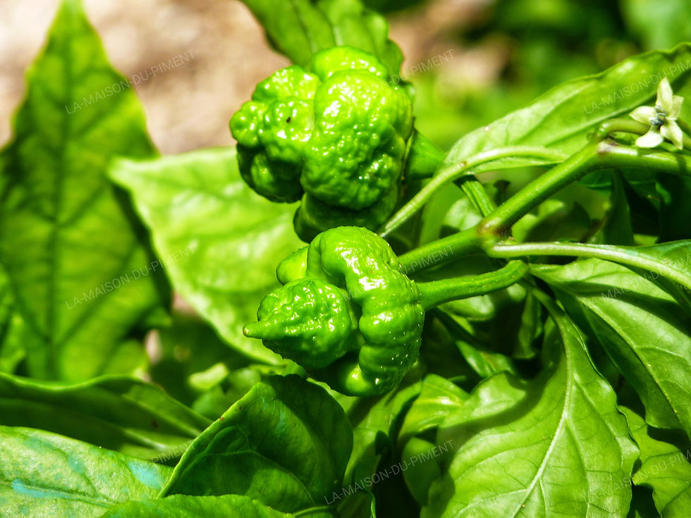 Thumbnail: Borg 9 Chocolat Pheno B