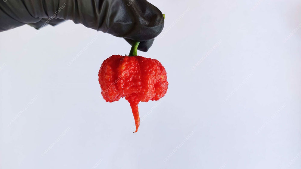 Piment Le Plus Cher Du Monde