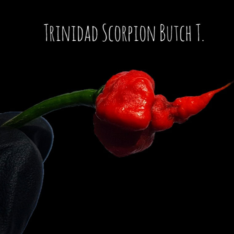 Miniature : Graines de Trinidad Scorpion Butch T