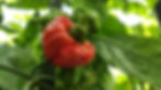 Miniature : Graines de Trinidad Scorpion Butch T