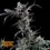 Miniature : Fleur de Kuru Kashi de James Loud Genetics