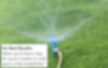 Thumbnail: Jacklin Heisman (85% Bluegrass & 15% Ryegrass)