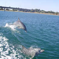 Friendly Dolphins!