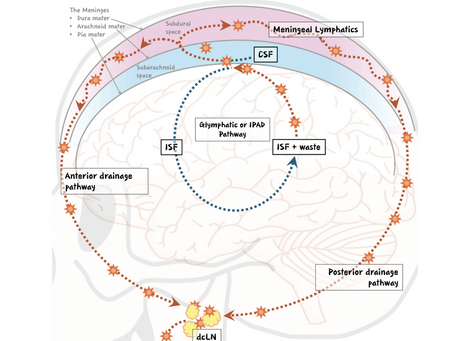 A Proposed Role for Lymphatic Supermicrosurgery inthe Management of Alzheimer’s Disease: A Primer for Reconstructive Microsurgeons