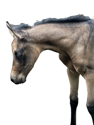 First Look at the Water Trough_edited.png