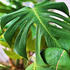 plant inside alise black studios