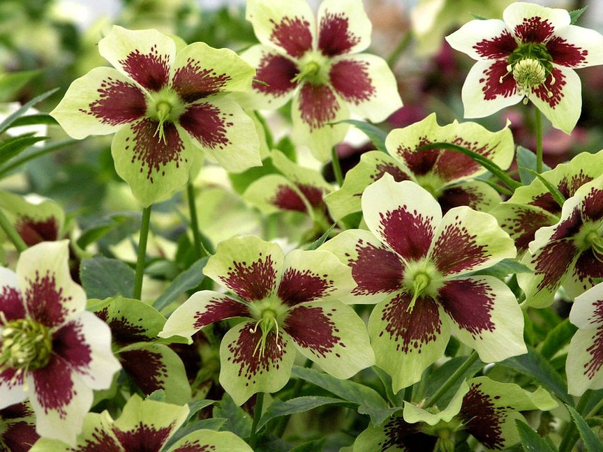 hellebore.jpg