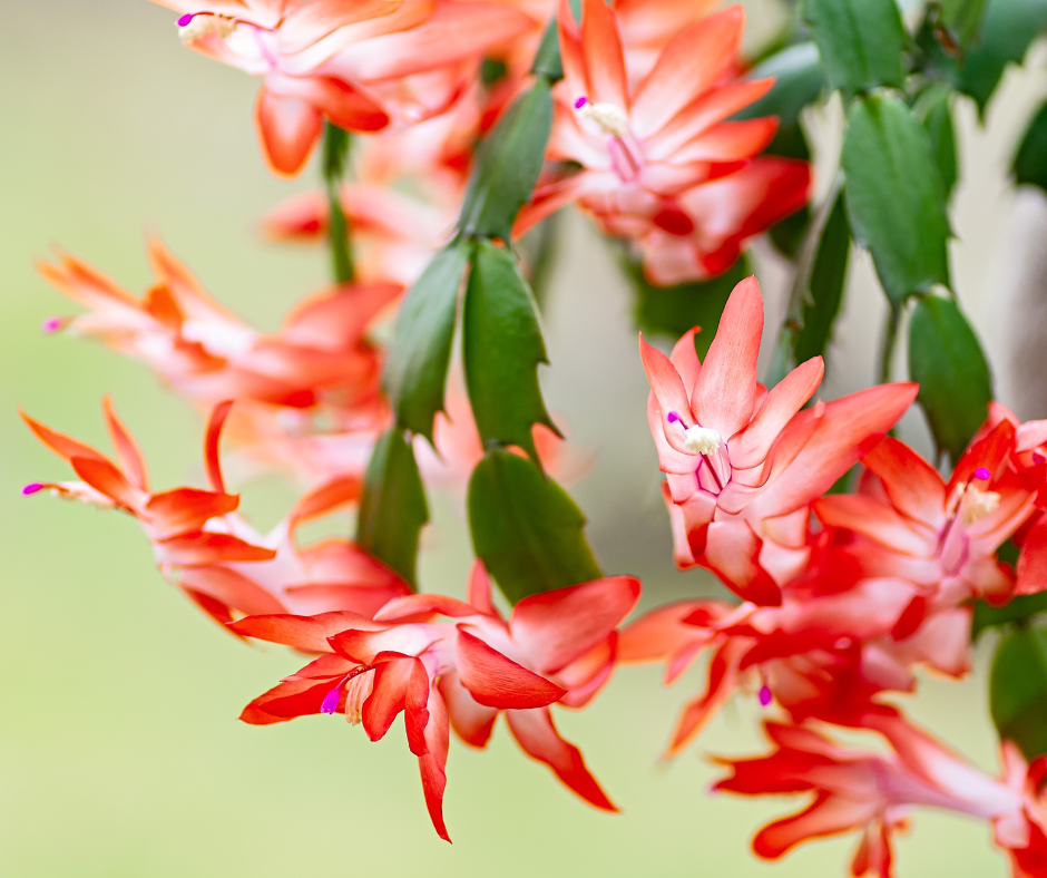 Schlumbergera-cactus de Noël