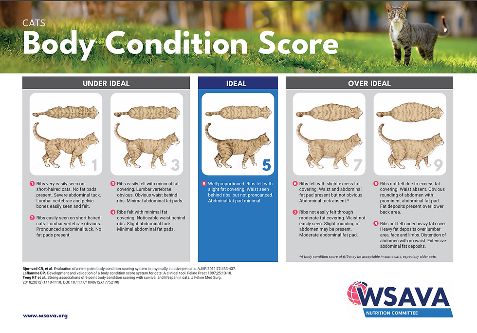 Cat Body Condition Score chart from WSAVA Nutrition Commitee showing a 1–9 scale from severely underweight to severely overweight, with an ideal body condition at score 5.