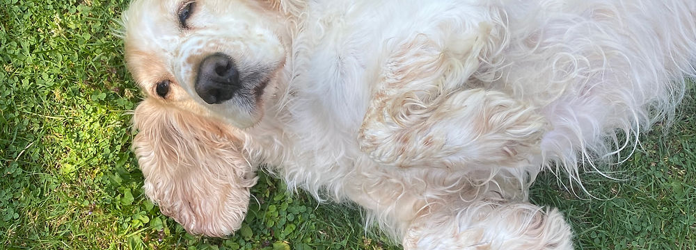 Hund auf Rücken