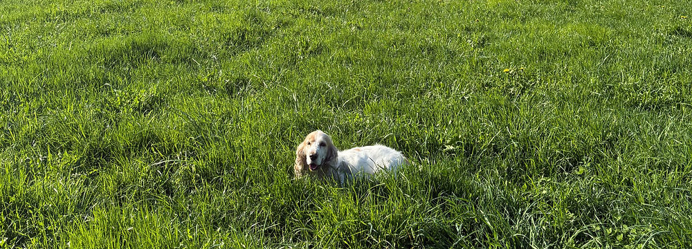 Hund auf Wiese