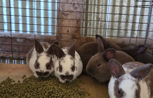 Deelite x Bounty litter.jpg