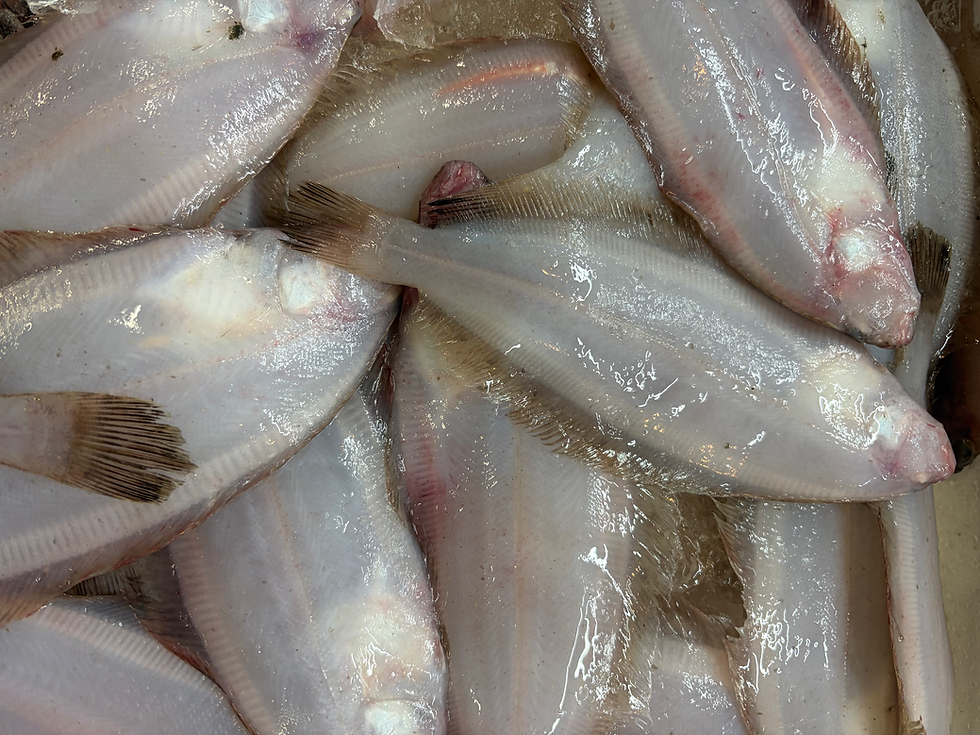 本日入荷のおすすめ品