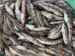 本日入荷のおすすめ品