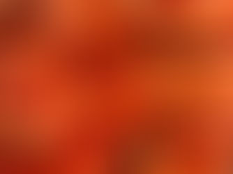 本日入荷のおすすめ品