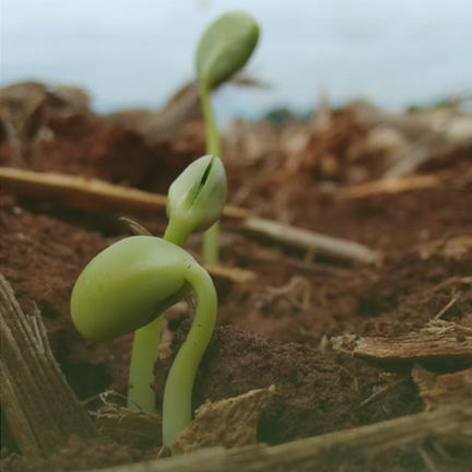 Quando começa e termina o plantio da safra de soja?
