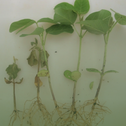 Doenças de solo da soja