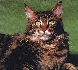 SGC Heidi Ho Aurora of MtKittery