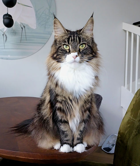 Maggy 1,5 jaar (1).jpg