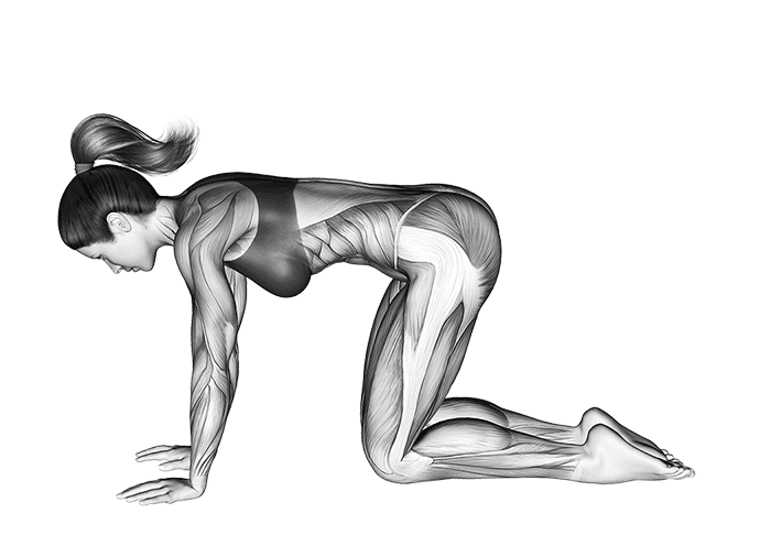 adho-mukha-svanasana-posture-du-chien-tete-en-bas.gif