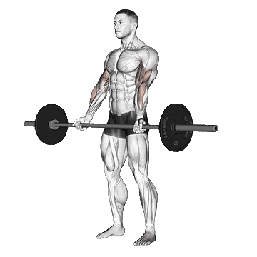 Barbell-Curl-unscreen.gif