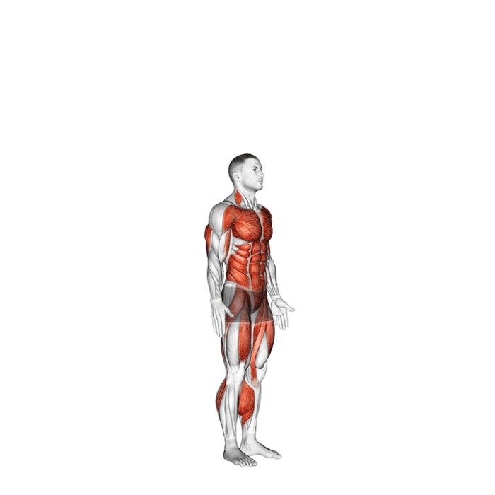 burpee-muscle-sollicites.gif