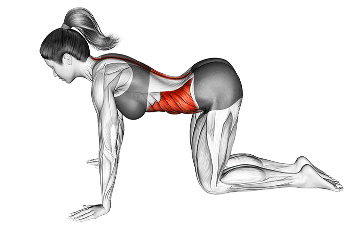 marjaryasana-posture-du-chat.gif