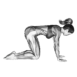 Neck-Extension-Stretching.png