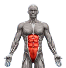 ABDOMINAUX GRAND DROIT