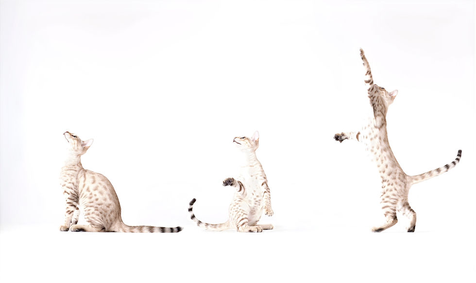 Three Cats Playing_edited.jpg