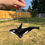 Thumbnail: Opaque Orca