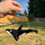 Thumbnail: Opaque Orca