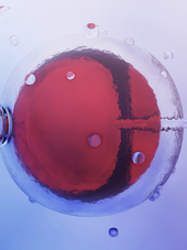 “Should I Freeze My Eggs?” What No One Really Tells You About Fertility in Your 30s