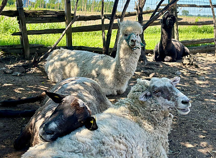 Moutons et alpagas