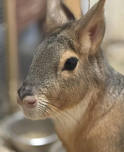 mara.jpg
