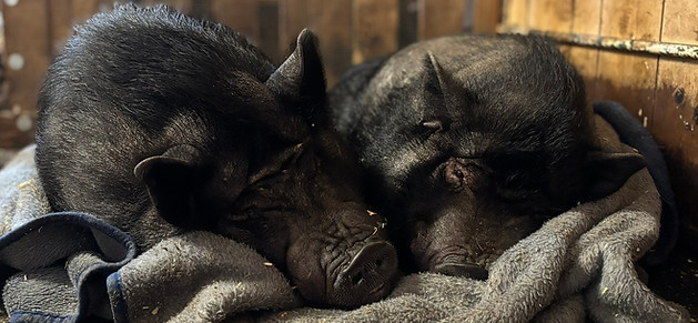 Cochons