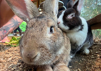 Lapins