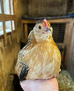 pouleminiature1.JPEG