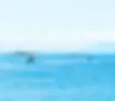 Tow foiling lesson with Jetski and foilers taken from Willows Beach_ copy.webp