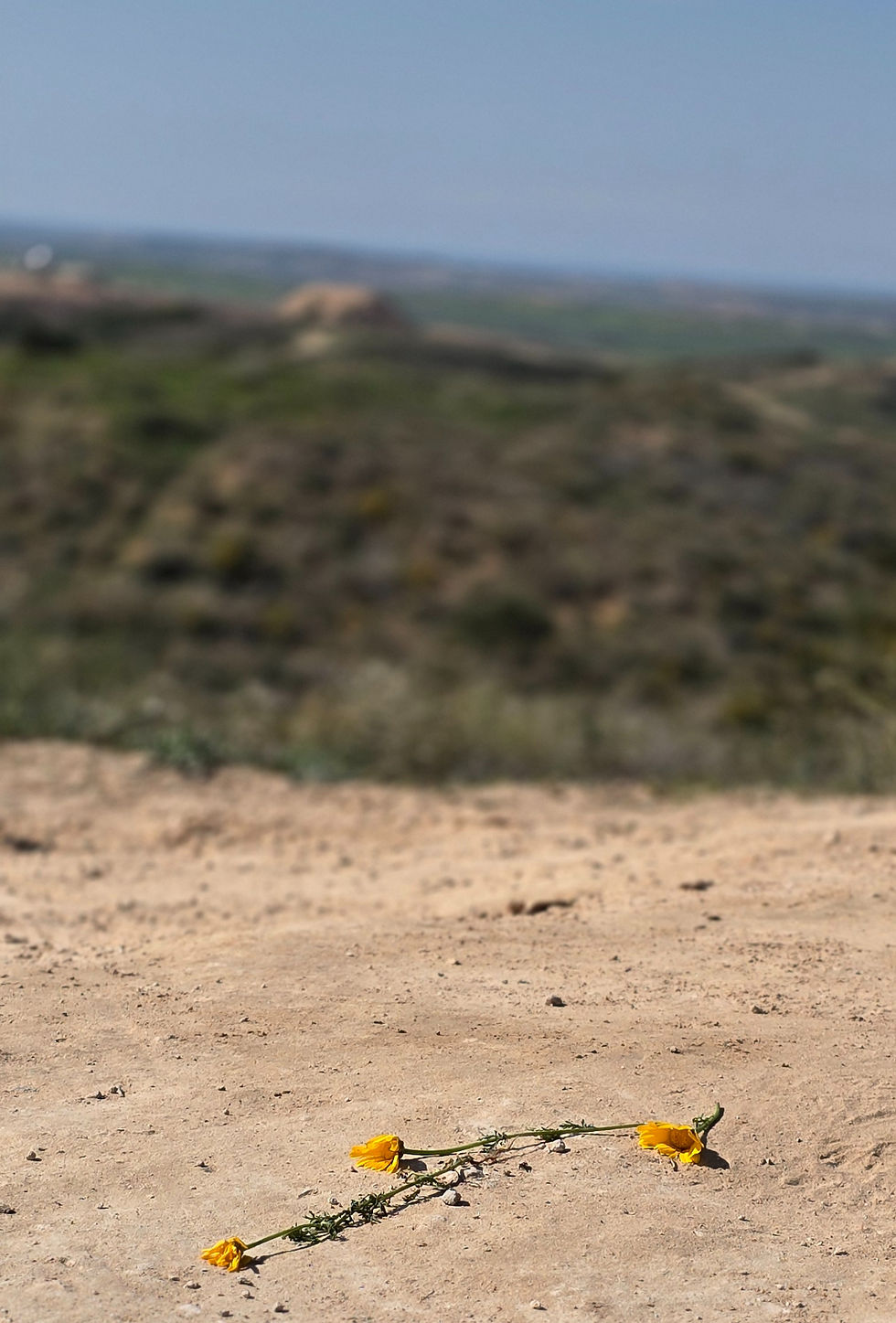 Sept 11, 2025. Day 706