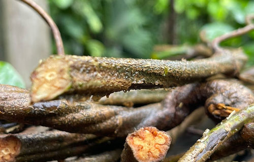 CAAPI VINE