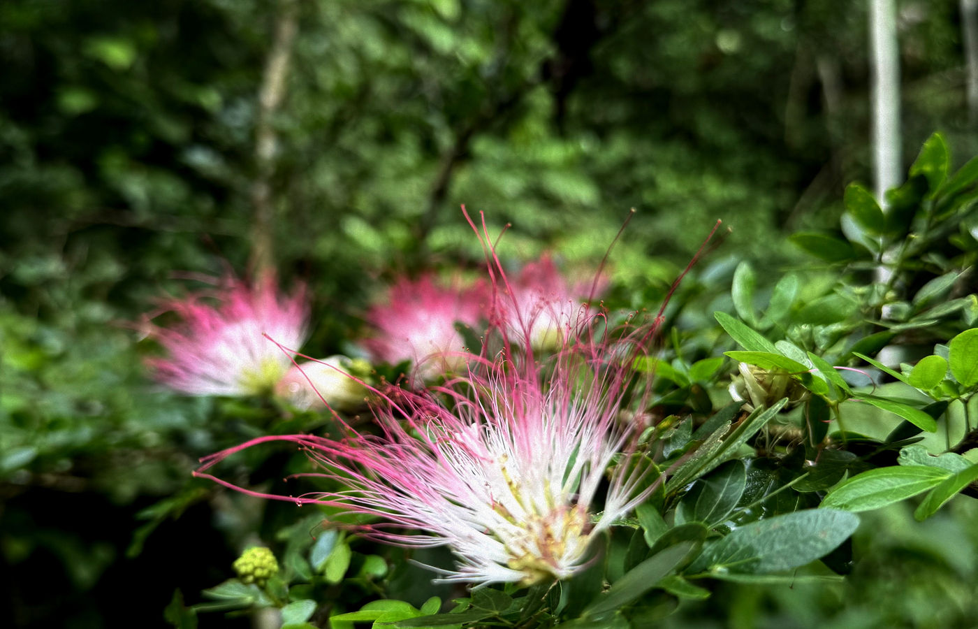 bobinsana flower