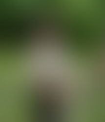 Preserving a Hidden History: Fifi’s Eagle Scout Project