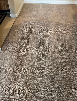 Carpet after pet urine removal in New Port Richey showing clean and treated area with contamination removed