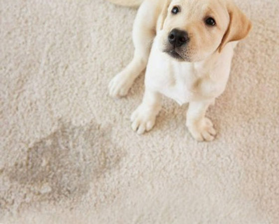 Guilty puppy after peeing on carpet causing pet urine stain