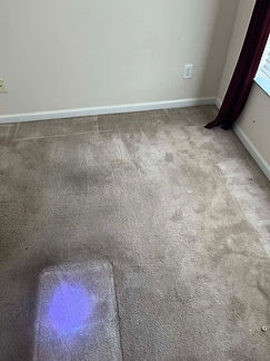 UV inspection light used by Suds Up Carpet Cleaning to locate hidden pet urine spots in carpet before treatment and extraction.