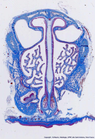 Hopital sainte musse Hopital sainte musse