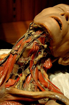 cire anatomique lymphatique du cou. (Musée d'anotomie de la faculté de Médecine de Montpellier)