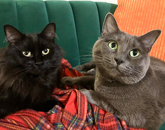 Sofia - Gemini & Moon.jpg