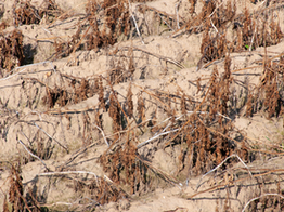 Agricultura em Butiá – Discussão sobre a possibilidade do decreto de emergência pela seca